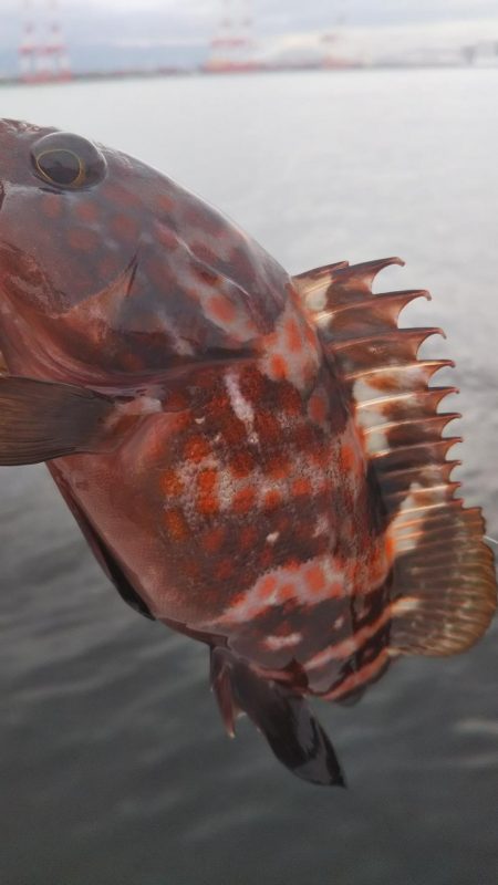 アコウ1、ガシラ4、サバ1