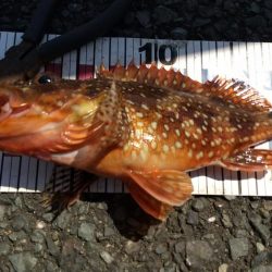 ショアジギング