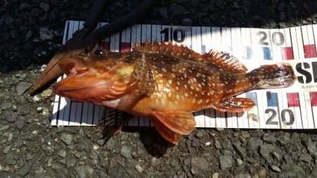 ショアジギング