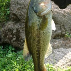 トップウォーター縛りで40UP！