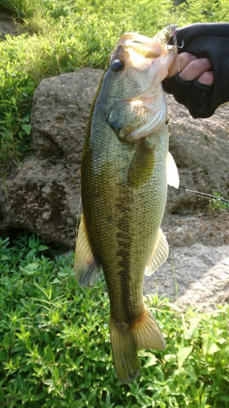 トップウォーター縛りで40UP！