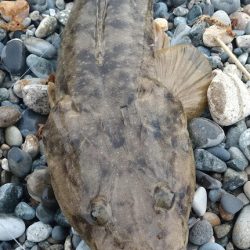 フラット、ロック狙い