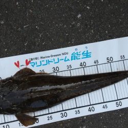 フラット、キジハタ狙いで大型確保