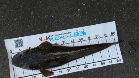 フラット、キジハタ狙いで大型確保