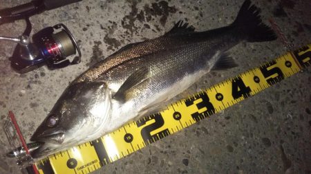 ぶらシーバス！！