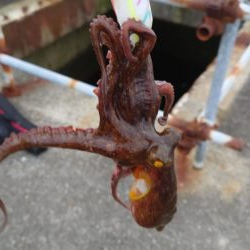 タコ２匹しか釣れない