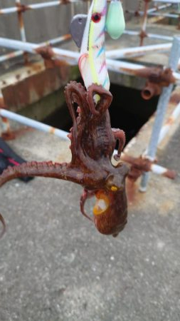 タコ２匹しか釣れない