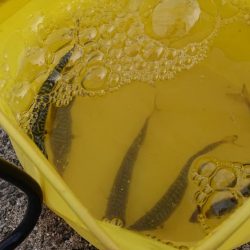 夕方にのんびりサビキ釣り