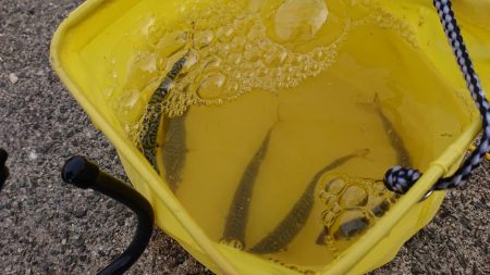 夕方にのんびりサビキ釣り