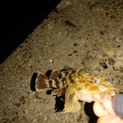 ライトフィッシング