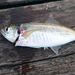 筏ショアジギング