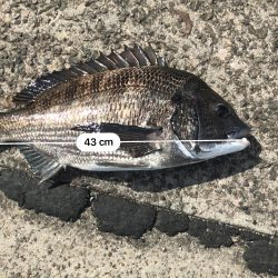 ヘチ釣りでチヌ！