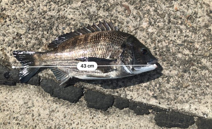 ヘチ釣りでチヌ！