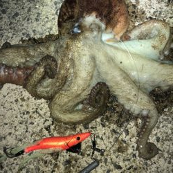 連日のキロアップ