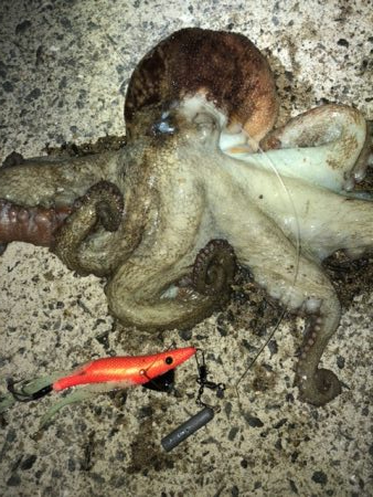 連日のキロアップ