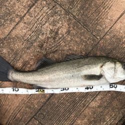 真昼間のご近所シーバス