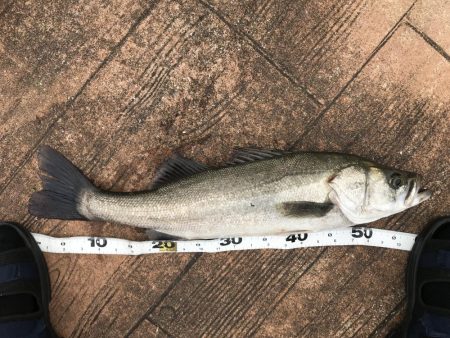 真昼間のご近所シーバス