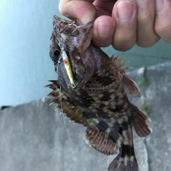 癒しのガッシー新P