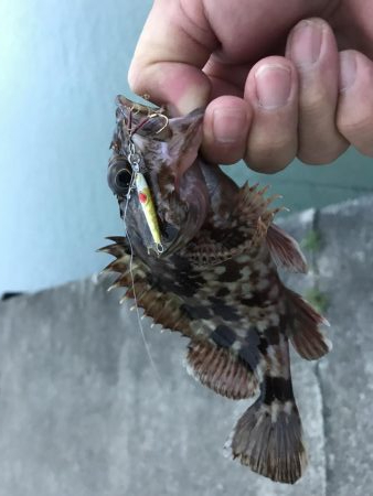 癒しのガッシー新P