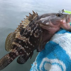 今日はキジハタ！