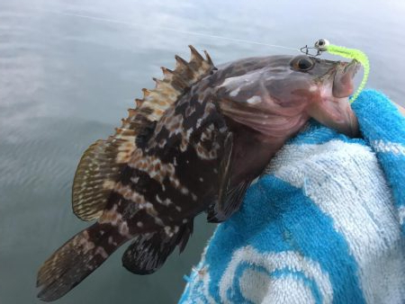 今日はキジハタ！