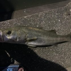 初夏のイナッコ