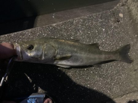 初夏のイナッコ