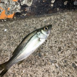 やったぜ!チーバス