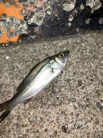 やったぜ!チーバス