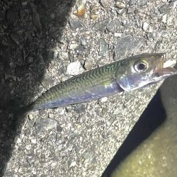 5目達成❗️  成らず、、