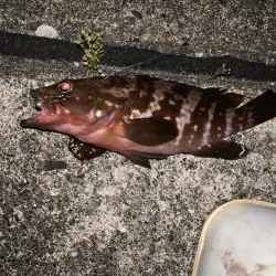 ナイトキジハタ