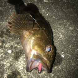 ダイソーワームでガシラ狙い