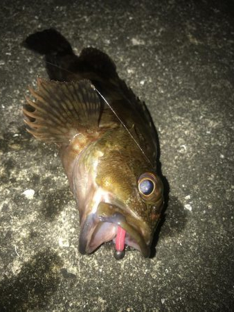 ダイソーワームでガシラ狙い