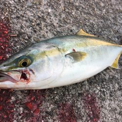 青物が戻ってきた！