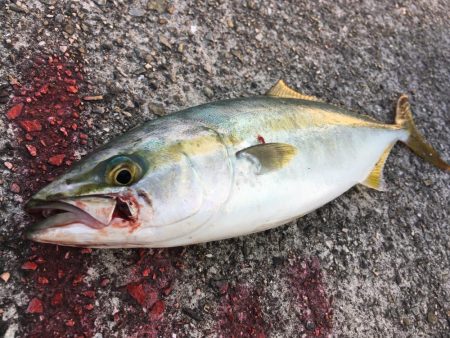 青物が戻ってきた！