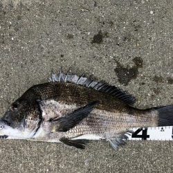 イチノ兄弟、釣果！