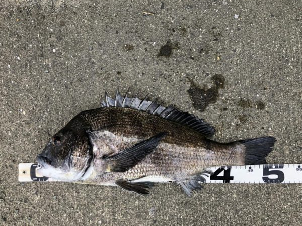 イチノ兄弟、釣果！