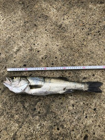 まさかの大物ゲスト