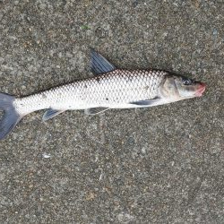 ニゴイでした　残念