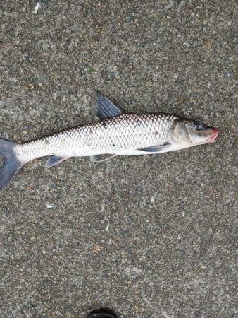 ニゴイでした　残念