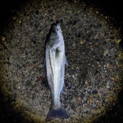 50cmのフッコでました　2回目