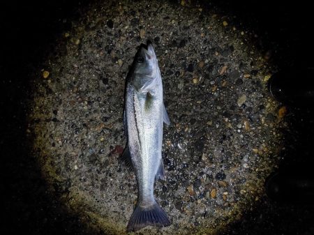 50cmのフッコでました　2回目