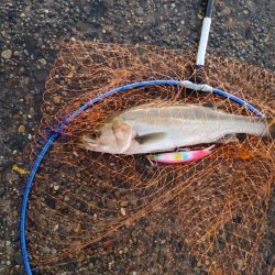 シーバス　スレでした