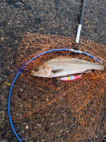 シーバス　スレでした