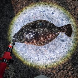 久しぶりのヒラメです