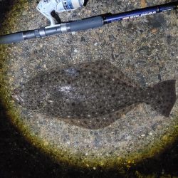 ヒラメ57cm  久しぶりの大物