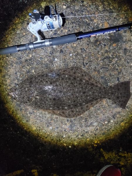 ヒラメ57cm  久しぶりの大物