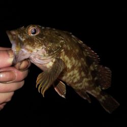 やっぱテキサス面白い。