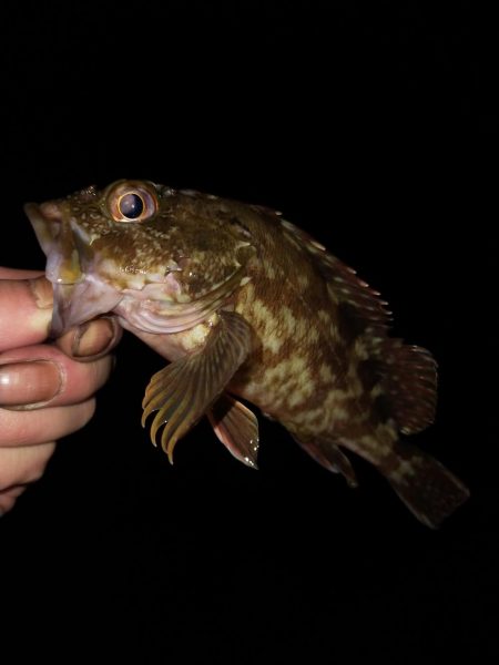 やっぱテキサス面白い。