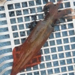 シロイカ好調続く